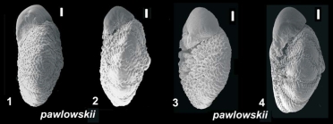 Ammonia pawlowskii  Hayward & Holzmann, 2019