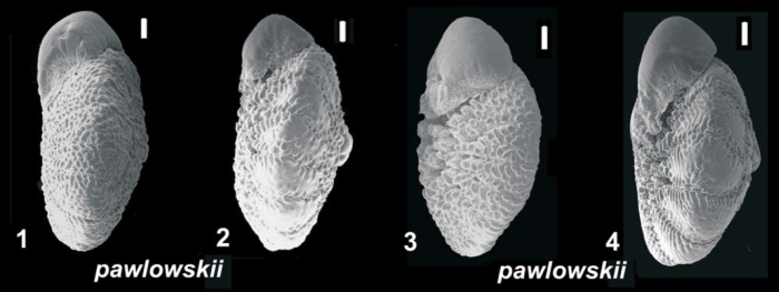 Ammonia pawlowskii  Hayward &amp; Holzmann, 2019