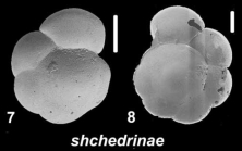 Ammonia shchedrinae Hayward & Holzmann 2021