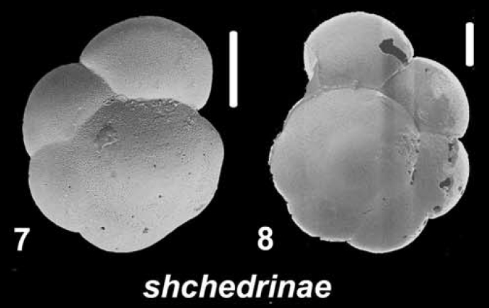Ammonia shchedrinae Hayward &amp; Holzmann 2021
