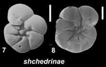Ammonia shchedrinae Hayward & Holzmann 2021