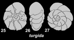 Ammonia turgida (Hofker 1951), syntype