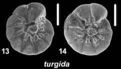 Ammonia turgida (Hofker, 1951)