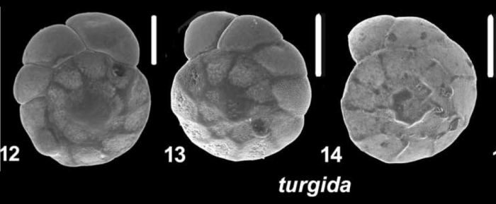 Ammonia turgida (Hofker 1951), T22,  sequenced and unsequenced specimens