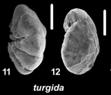 Ammonia turgida (Hofker 1951), 