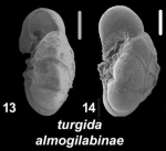 Ammonia turgida almogilabinae Hayward and Holzmann, 2021., T22M, sequenced topotypes