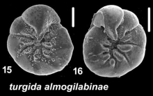 Ammonia turgida almogilabinae Hayward and Holzmann, n. ssp., T22M, isequenced topotypes