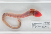 Artacama proboscidea - in water