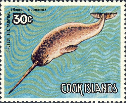 Monodon monoceros Monodon monoceros