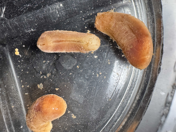 Neomenia cf. verrilli