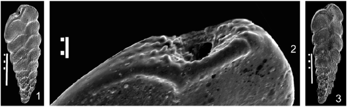 Rhombobolivinella haywardi Popiscu &amp; Crihan, 2005