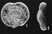 Cycloloculina eocaenica (Terquem), France