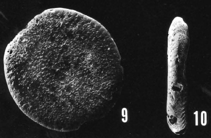 Sherbornina atkinsoni Chapman. 1922