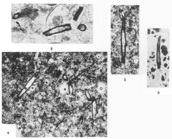 Aeolisaccus dunningtoni Elliott, 1958