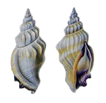 Strombus radians Duclos in Chenu, 1844