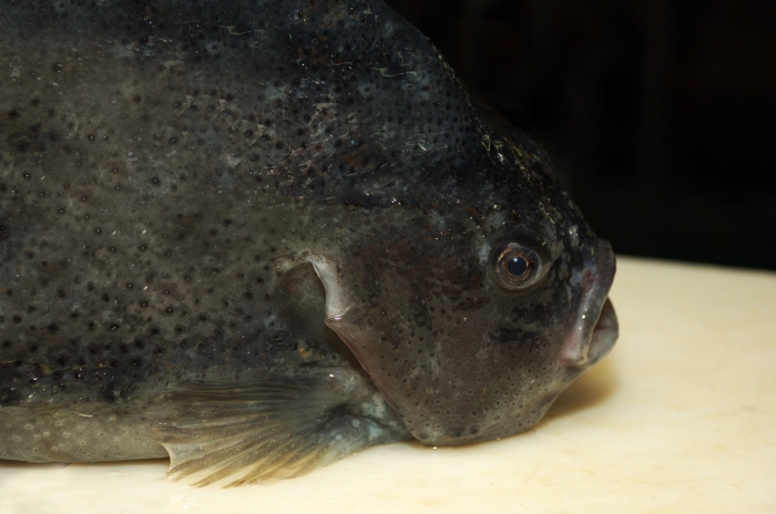 Lumpfish - Cyclopterus lumpus Lumpfish - Cyclopterus lumpus