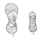 Endothyra spirilliniformis Brazhnikova & Potievskaya, 1948