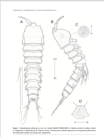 Parabathyesola calida
