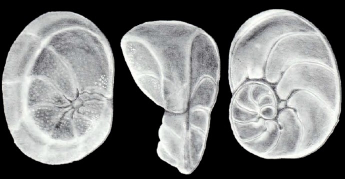 Bronnimannia parviformis McCulloch, 1981