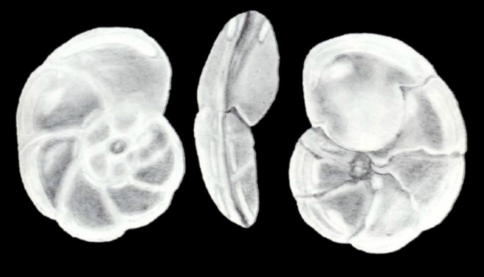 Mississippina planiformis McCulloch, 1981