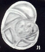 Planulinoides galeroensis McCulloch, 1981