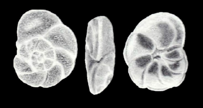 Natlandia (?) margaritaensis McCulloch, 1981