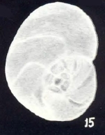 Lamarckina (?) differens McCulloch, 198