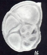 Mississippina planiformis McCulloch, 1981