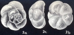 Crumia arubaensis McCulloch, 1981