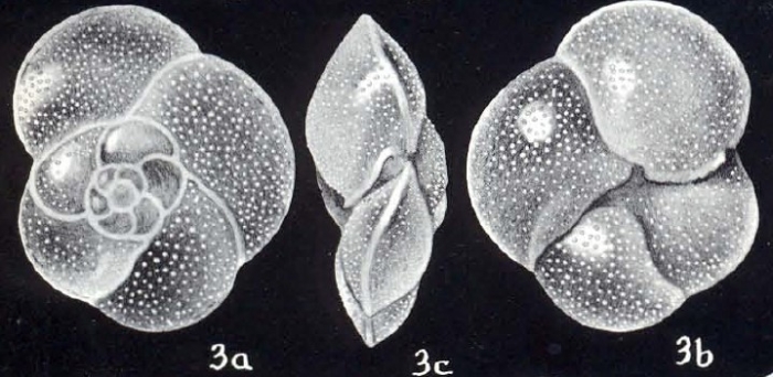 Globorotalia galeroensis McCulloch, 1981