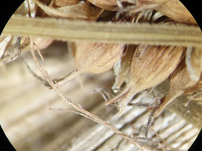 Photo of isotype 04322360 at NY