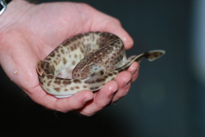 Dogfish - Scyliorhinus canicula Dogfish - Scyliorhinus canicula