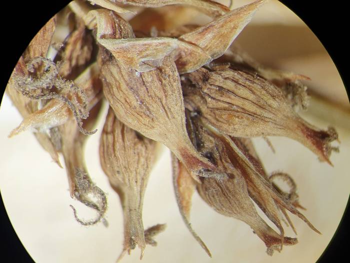 Photo of isotype 04322360 at NY