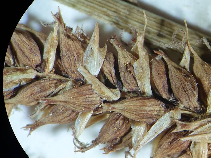 Photo of isotype 04322360 at NY