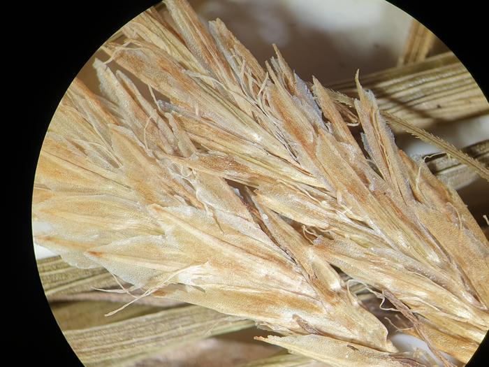 Photo of isotype 04322360 at NY