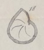 Cristellaria clapsavonii Mariani, 1893
