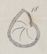 Cristellaria clapsavonii Mariani, 1893