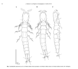 Apodopsyllus puetzorum Packmor, Müller & George 2015