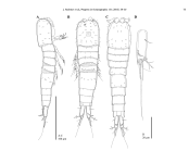 Emertonia miguelensis
