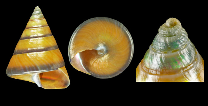 Calliostoma inopinatum Dautzenberg, 1911 - Plakias (Crete-Greece) - 8.1 mm