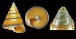 Calliostoma inopinatum Dautzenberg, 1911 - Plakias (Crete-Greece) - 8.1 mm