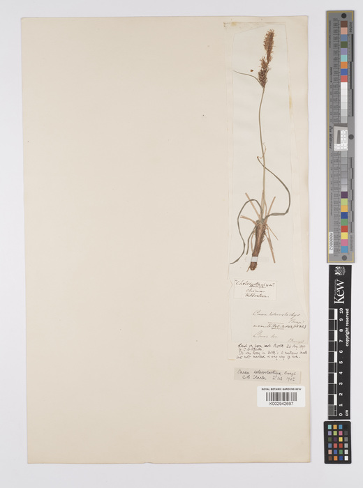 Carex heterostachya Kew