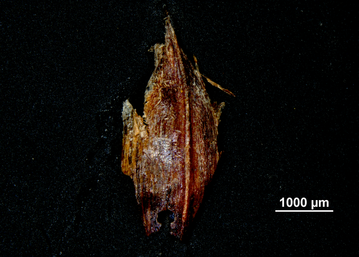 Glume of Cladium complanatum (US 02235093)