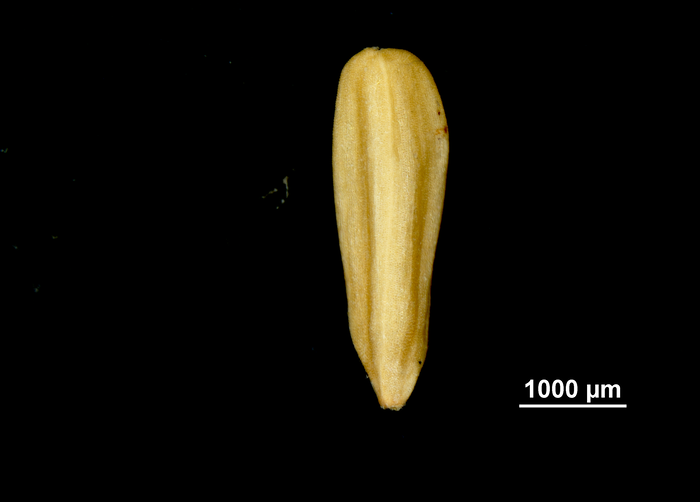 Nutlet of Carex hamata US02544571 