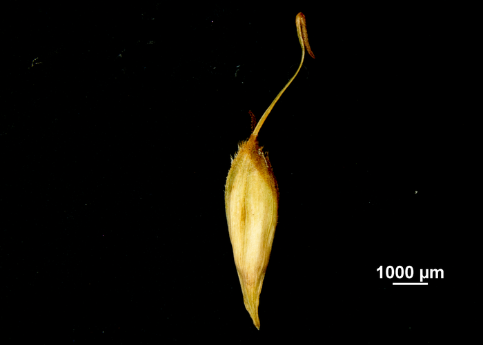 Utricle (abaxial) of Carex hamata US02544571