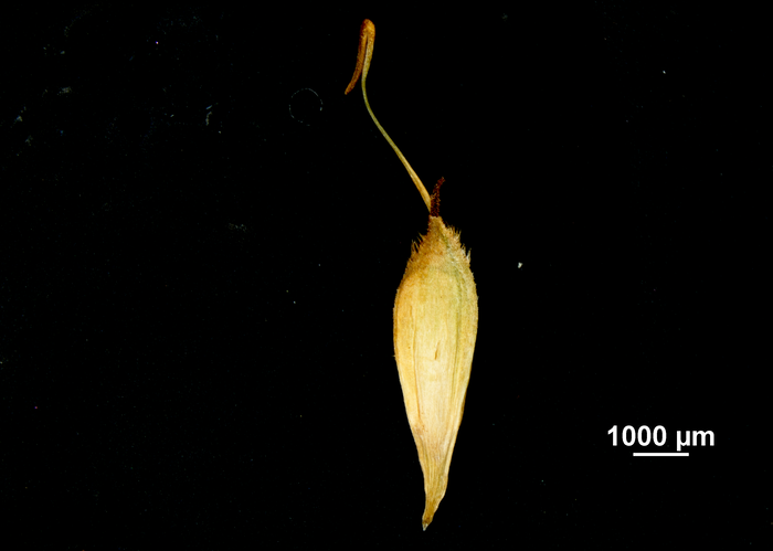 Utricle (adaxial) of Carex hamata US02544571
