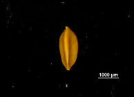 Nutlet of Carex perlonga US04166404 Mexico