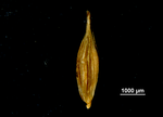 Utricle (abaxial) of Carex perlonga US04166404 Mexico