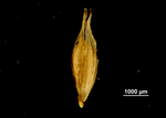 Utricle (adaxial) of Carex perlonga US04166404 Mexico