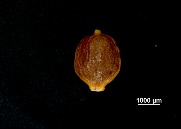 Nutlet of Carex potosina US02140472 Mexico